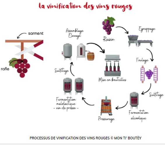 Vinification : Comment est fait le vin ?