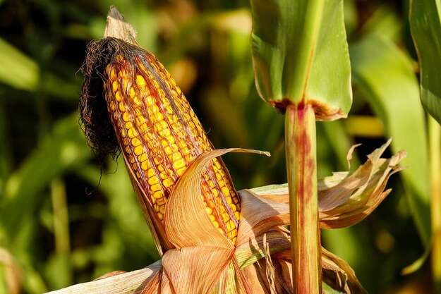 Photo de l'actualité Bientôt la castration du maïs !