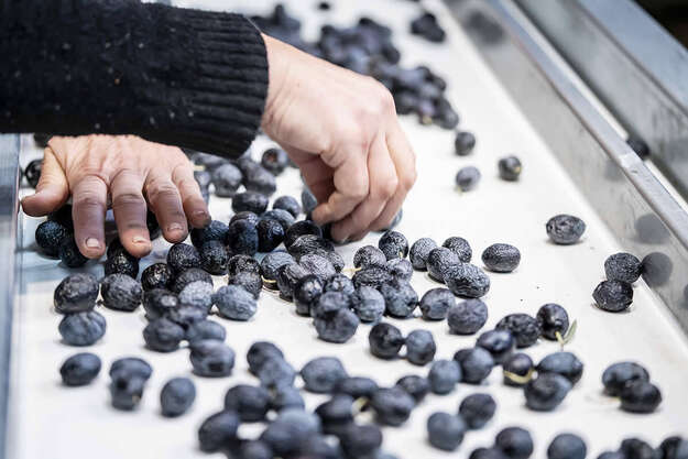 Photo de l'actualité Tout savoir sur les olives de Nyons