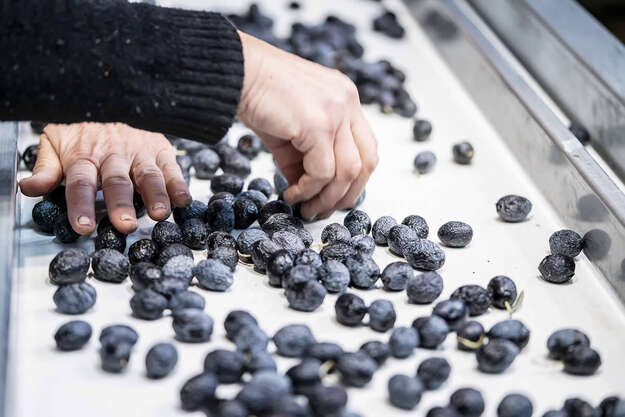 Photo de l'actualit Tout savoir sur les olives de Nyons