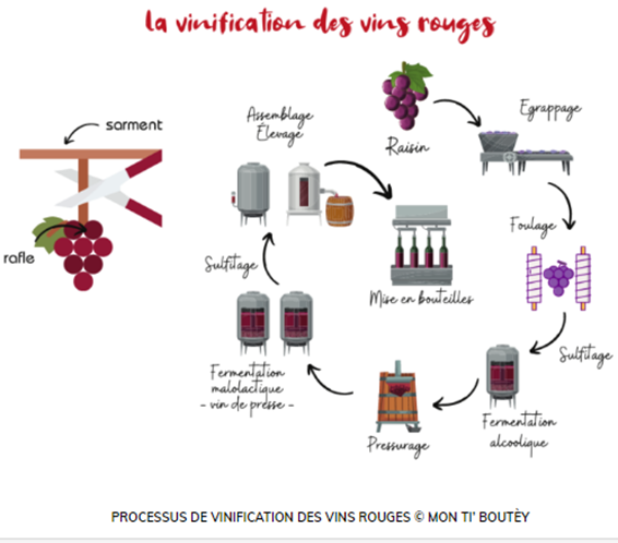 Actualité : En quoi consiste le travail de vinification ?