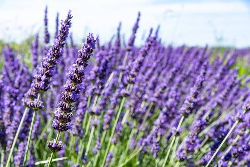 Actualité : ZOOM sur : L'horticulture