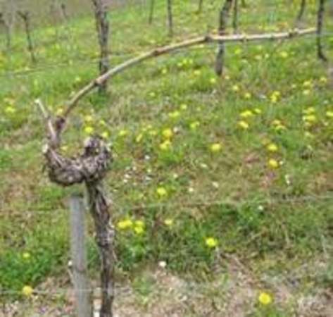 Photo de l'actualit Formation des salaris saisonniers  la taille arboricole et viticole