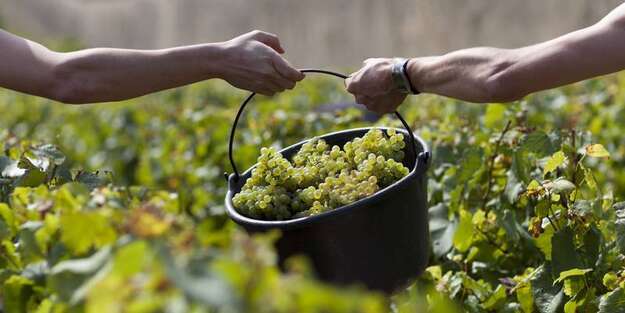 Photo de l'actualit Vendanges 2021