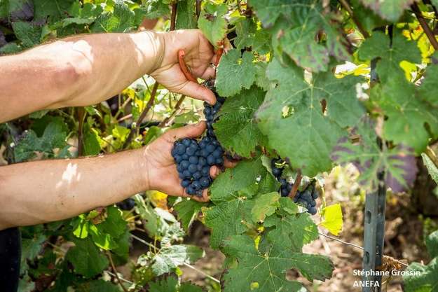 Photo de l'actualit Les vendanges pendant le COVID