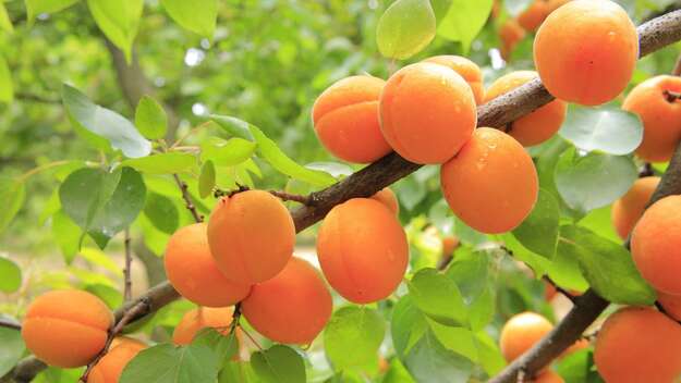 Photo de l'actualit Eclaircir les fruits de l'abricotier