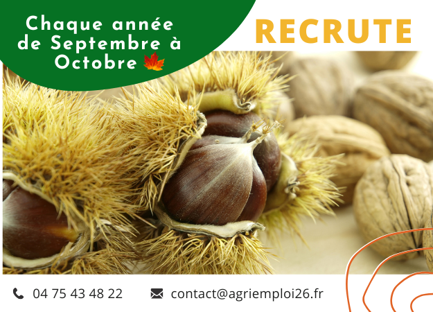Photo de l'actualité SEPTEMBRE - OCTOBRE Récolte Noix & Châtaignes - Nord Drôme (26)